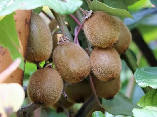 Kiwi 'Solissimo gros fruits'