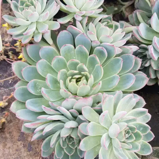 Echeveria 'Apus'
