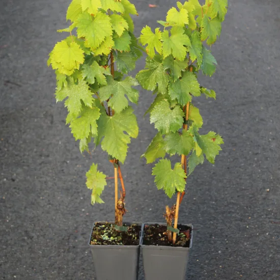 Vigne 'Amandin'