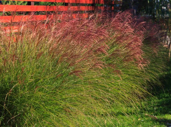Miscanthus 'Red chief'