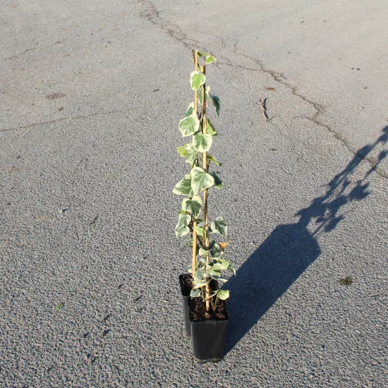 Lierre de perse 'Dentata variegata'