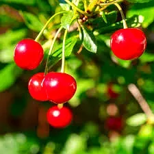 Cerisier 'Maynard'