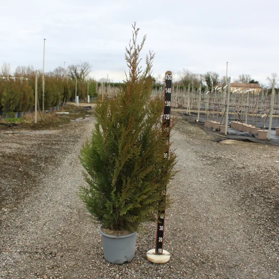 Thuya géant 'Atrovirens'