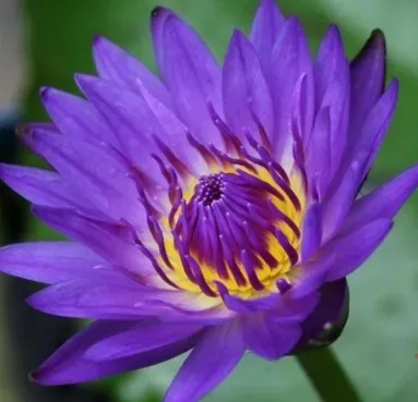 Nénuphar 'King of the blues'