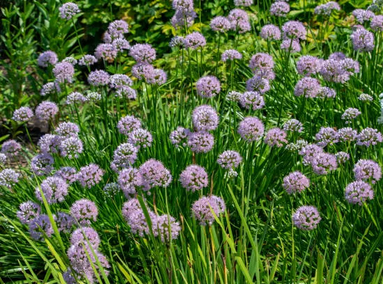 Ail 'Little sapphire'