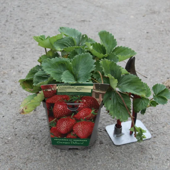 Fraisier 'Fantastica'