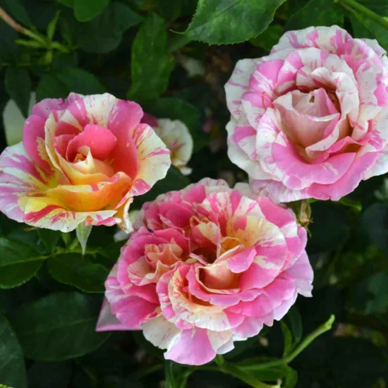 Rosier 'Claude monet'