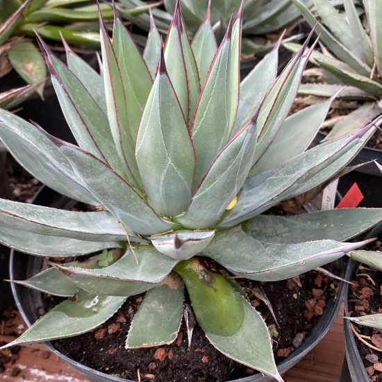 Agave  blue ember