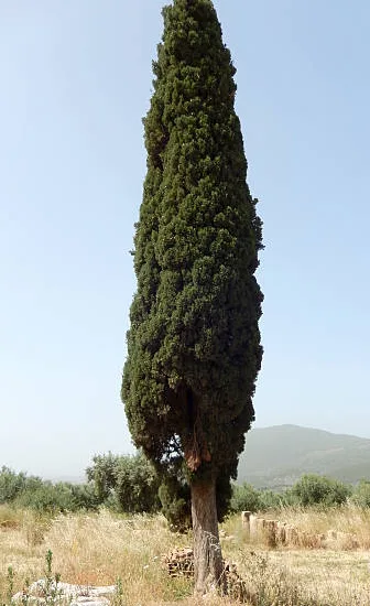 Cyprès de lawson 'Columnaris'