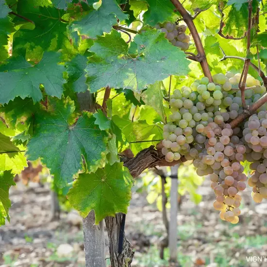 Vigne 'Vign'happy'