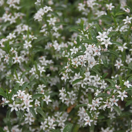 Fleur de cire à longues feuilles