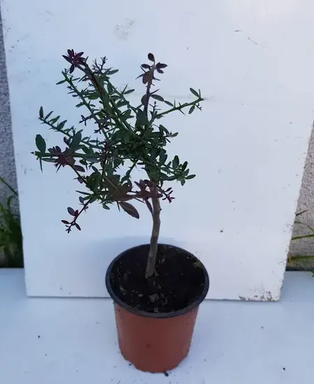 Citronnier caviar 'Rose'
