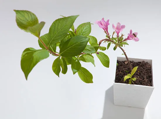 Weigelia 'Stelzneri rose'