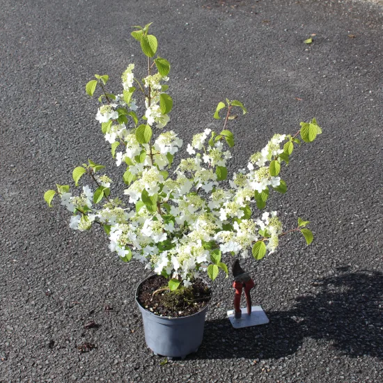 Weigelia 'Snowflake'