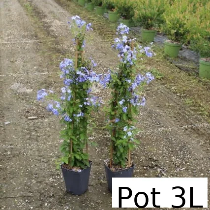 Plumbago du cap