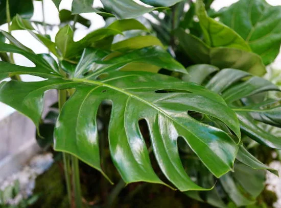 Monstera Deliciosa