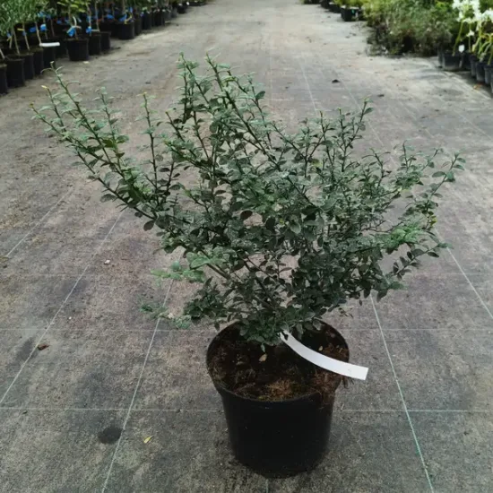 Citronnier caviar 'Rose'