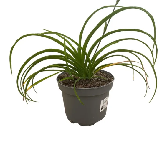 Hémérocalle mikado
