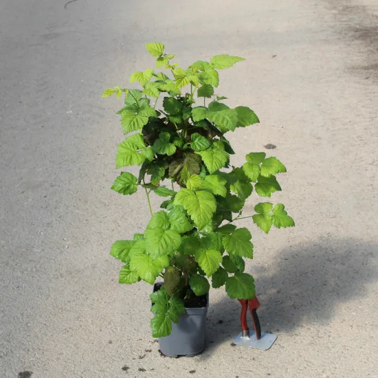 Mûre 'Medana tayberry'