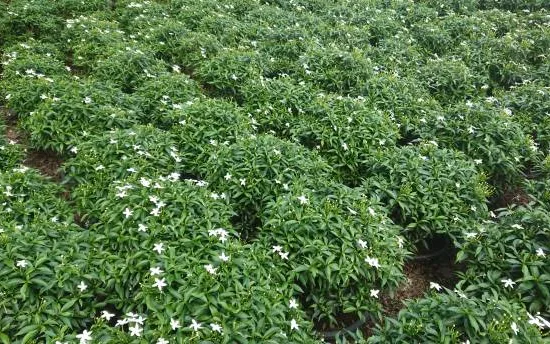 Tiaré 'Pinweel'