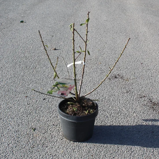 Amandier 'Garden prince'