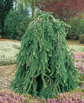 Sapin inversé 'Inversa'