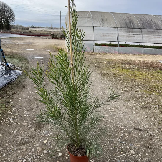 Mimosa des 4 saisons