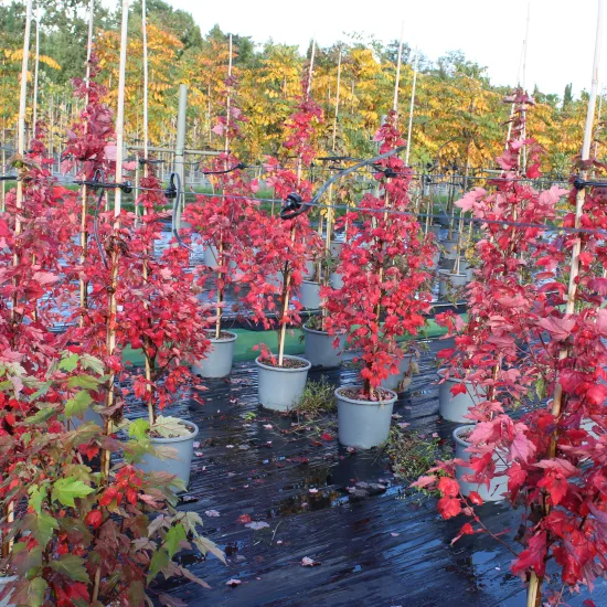 Érable rouge 'Brandywine'
