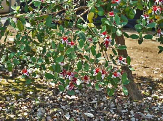 Feijoa 'Apollo'