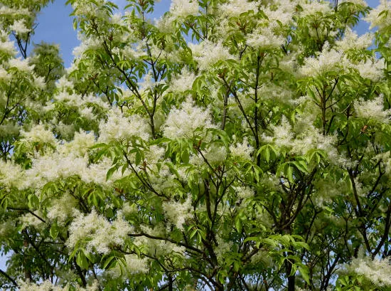 Frêne à fleurs