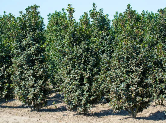 Houx mutchagara 'Kanehirae'