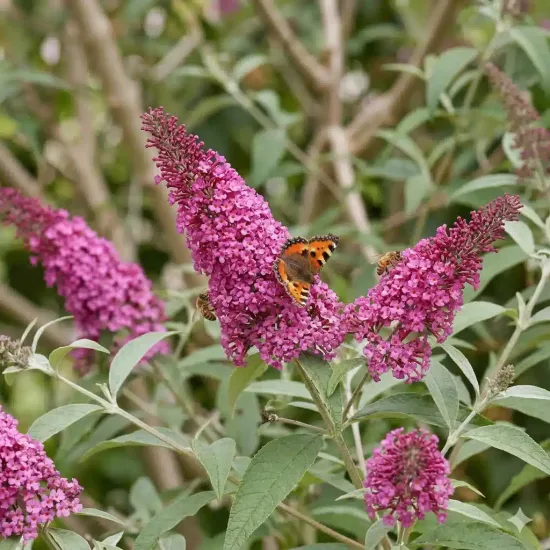 Arbre aux papillons 'Little cerise'