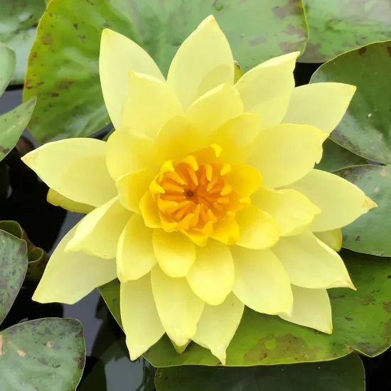 Nénuphar 'Moorei'