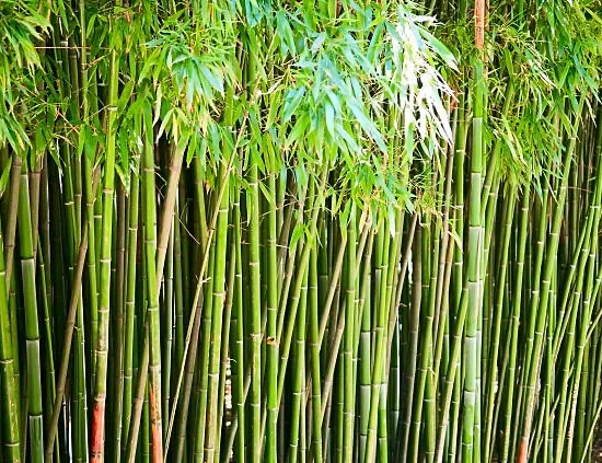 bambou flèche ou bambou métaké