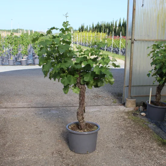 Vigne 'De table'