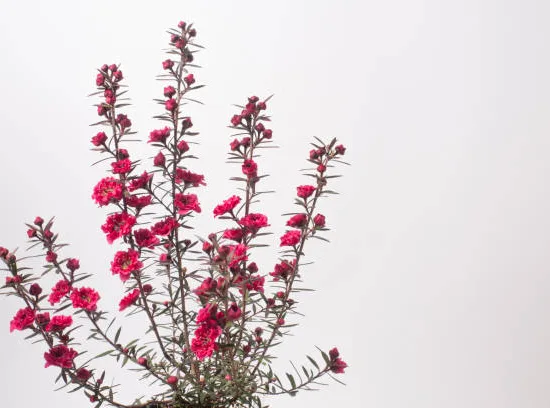 Arbre à thé 'Red damask'