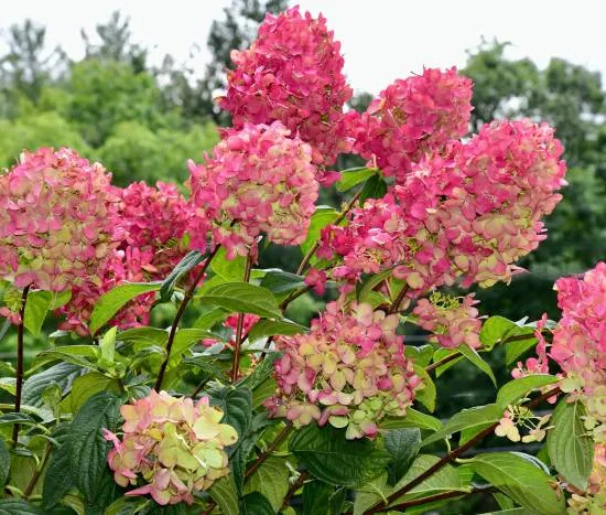 Hortensia paniculé 'Framboisine'