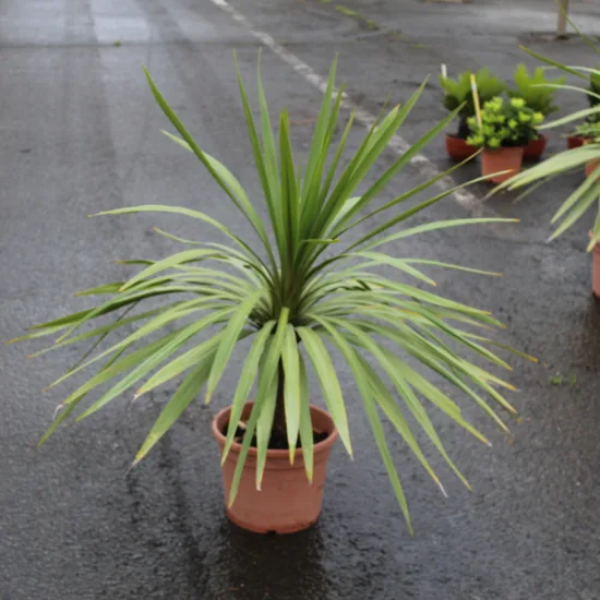 Cordyline australe 'Peko'