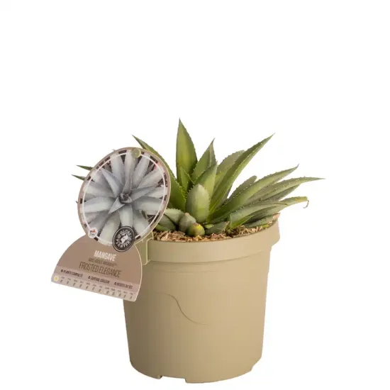 Mangave 'Frosted elegance'