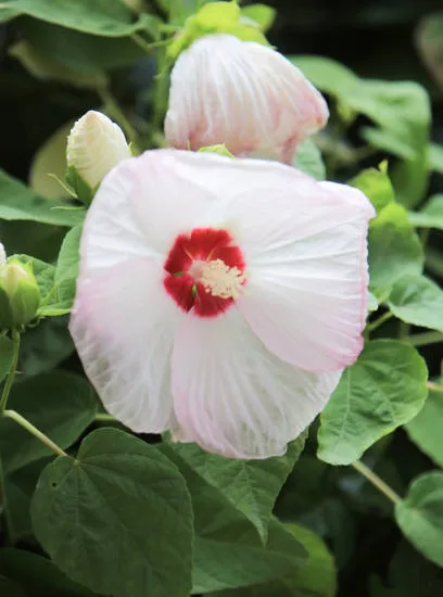 Hibiscus des marais 'Joli coeur'