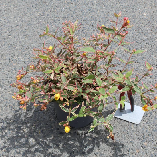 Millepertuis 'Tricolor'