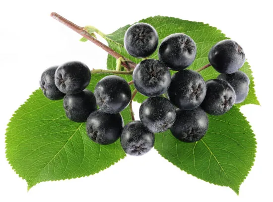 Cassissier 'Black down'