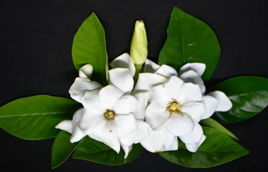 Tiaré 'Kleim s hardy'