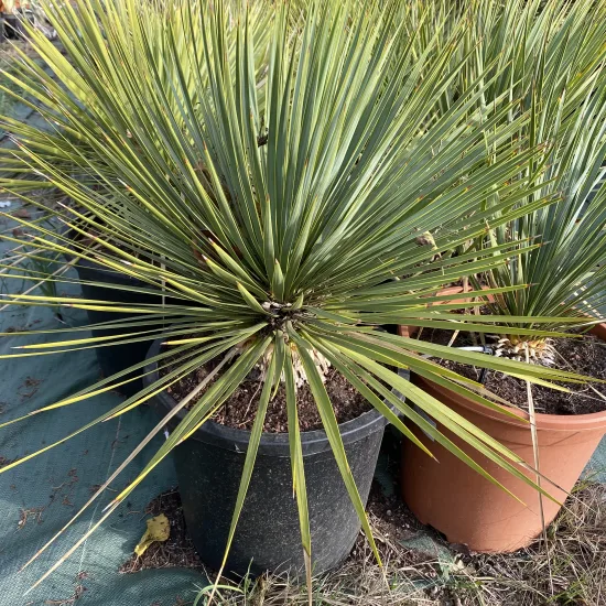 Yucca Rostrata