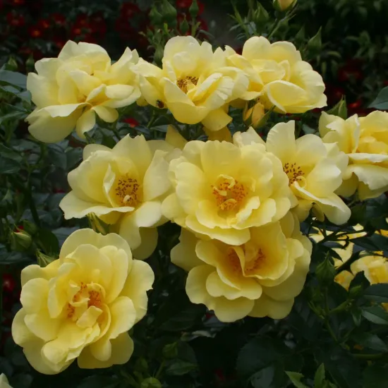 Rosier 'Suneva jaune '