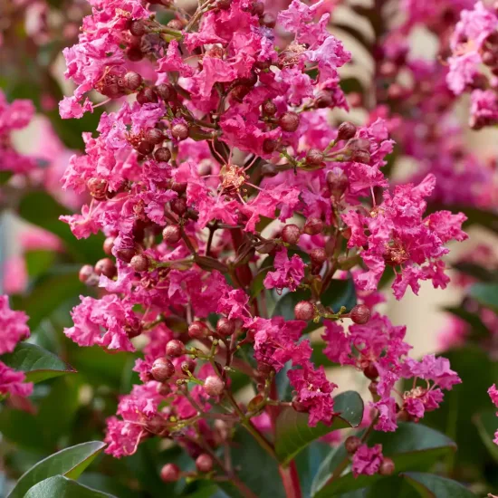 Lilas des indes 'Berry dazzle'