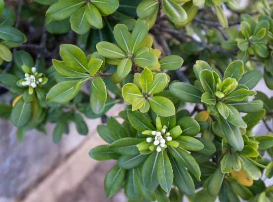 Pittosporum de chine 'Nana'