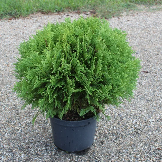 Thuya d'occident 'Danica'