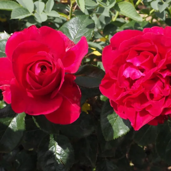 Rosier 'Rose clos de vougeot'