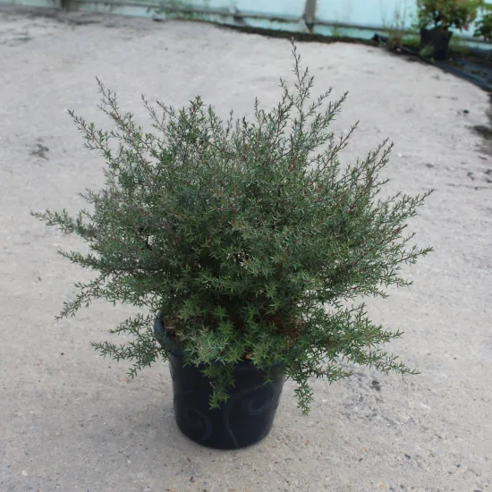 Arbre à thé 'Martini'